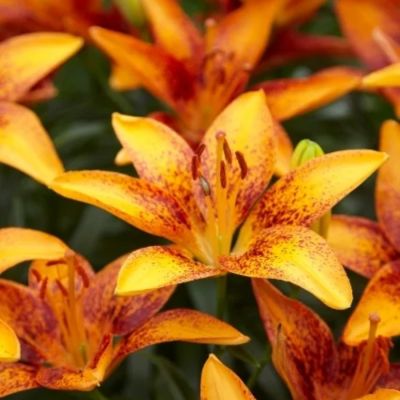 Лилия Сенсейшн Тини Лилия Сенсейшн Тини - Dolina-Sad.Ru