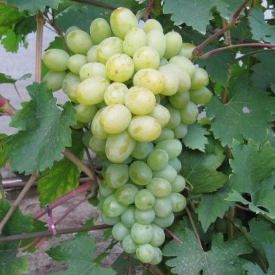 Виноград Богатяновский - Dolina-Sad.Ru