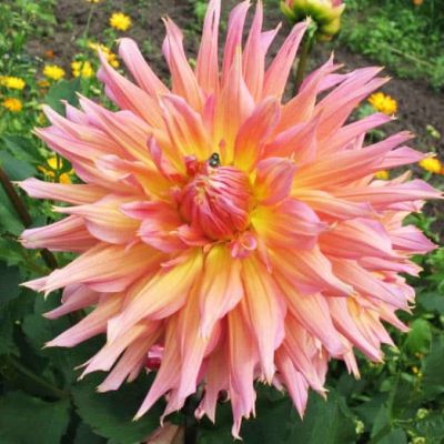 Георгина Омега (Гиганты) Георгина Омега (Гиганты) фото