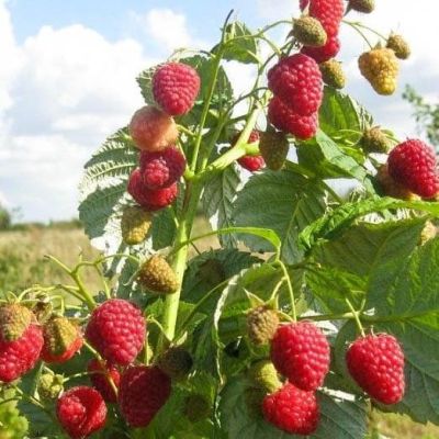 Малина Брусвяна/Ремонтантная Малина Брусвяна/Ремонтантная фото