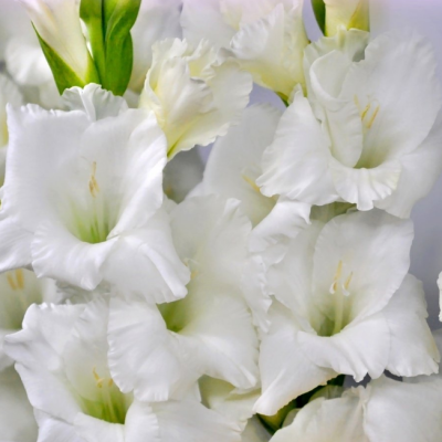 Гладиолус Сансер Гладиолус Сансер фото