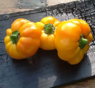 Перец Золотой Дождь фото