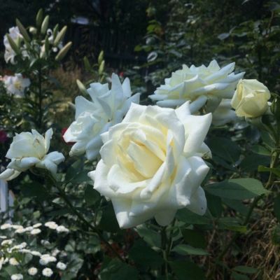 Роза Метрополитен Роза Метрополитен - Dolina-Sad.Ru