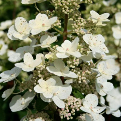 Гортензия метельчатая Тардива фото