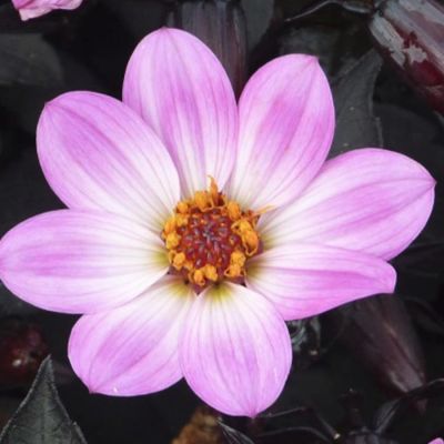 Георгина Хэппи Дейс Пинк Георгина Хэппи Дейс Пинк - Dolina-Sad.Ru