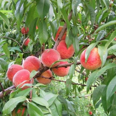 Персик Рилайнс - Dolina-Sad.Ru