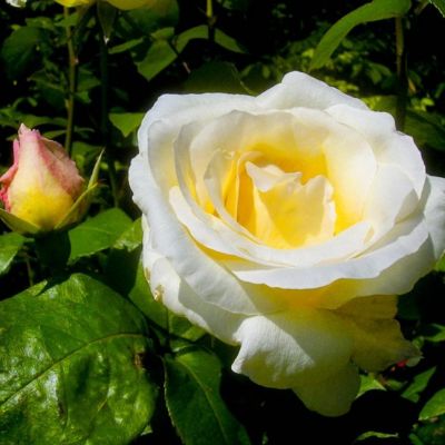 Роза Паскаль - Dolina-Sad.Ru