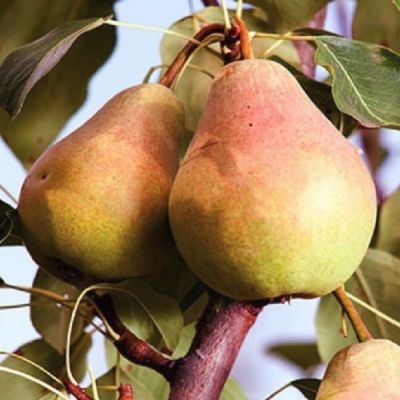 Груша Маршал Жуков Груша Маршал Жуков - Dolina-Sad.Ru