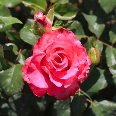 Роза Куравита Роза Куравита - Dolina-Sad.Ru