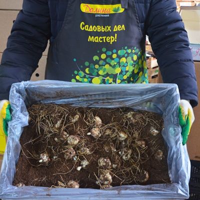 Лилия Страчетелла Ивент Лилия Страчетелла Ивент - Dolina-Sad.Ru