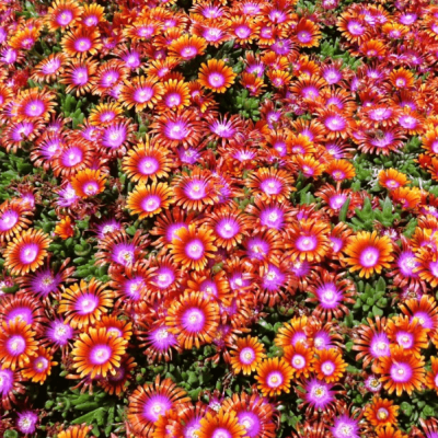 Делосперма Джевел оф Десерт Санстоун , Делосперма Джевел оф Десерт Санстоун , фото