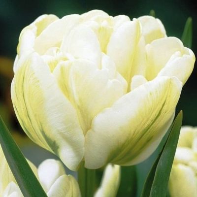 Тюльпан Ап Уайт Тюльпан Ап Уайт фото