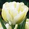 Тюльпан Ап Уайт Тюльпан Ап Уайт фото