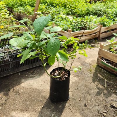 Голубика Эрли Блю (Среднерослая) Голубика Эрли Блю (Среднерослая) - Dolina-Sad.Ru