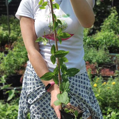 Клематис Рэд Стар Клематис Рэд Стар фото