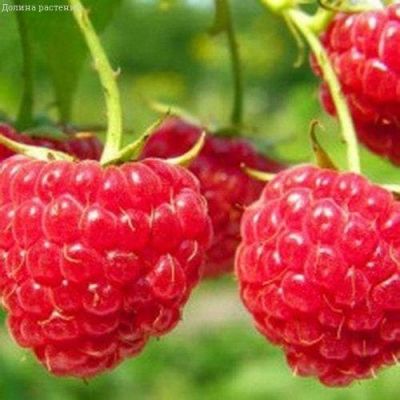 Малина Бабье лето/Ремонтантная Малина Бабье лето/Ремонтантная фото