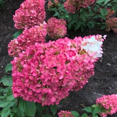 Гортензия метельчатая Стробери Блоссом, С5 - Dolina-Sad.Ru
