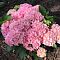 Гортензия крупнолистная Пинк Сенсейшн, С2 - Dolina-Sad.Ru