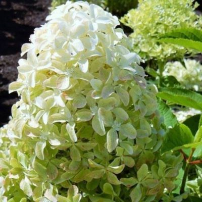 Гортензия метельчатая Мэджикал Лайм Спаркл, С3 Гортензия метельчатая Мэджикал Лайм Спаркл, С3 - Dolina-Sad.Ru