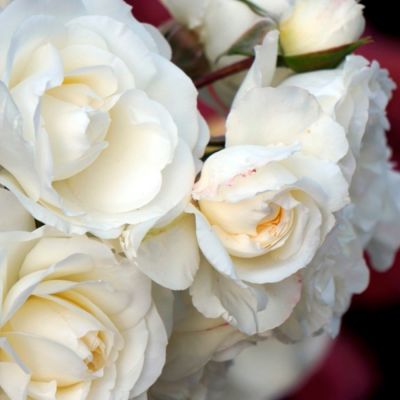 Роза Корснода Роза Корснода - Dolina-Sad.Ru