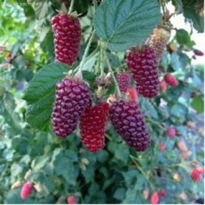 Гибрид Малина+Ежевика Тайберри Гибрид Малина+Ежевика Тайберри фото