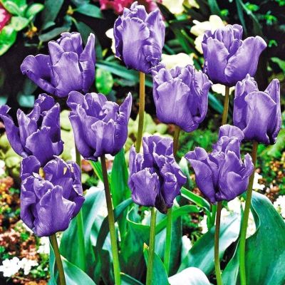 Тюльпан Блю Пэррот Тюльпан Блю Пэррот фото