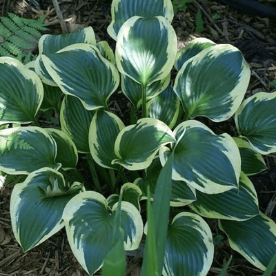 Хоста Квин Жозефин Хоста Квин Жозефин фото