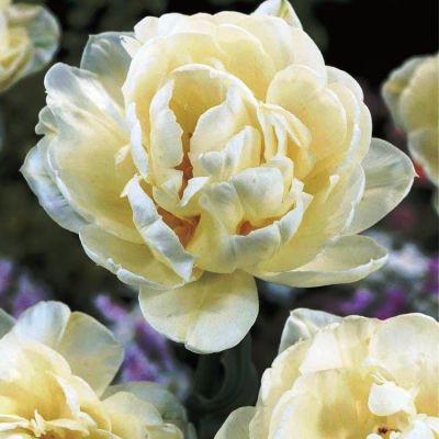 Тюльпан Ап Уайт Тюльпан Ап Уайт фото