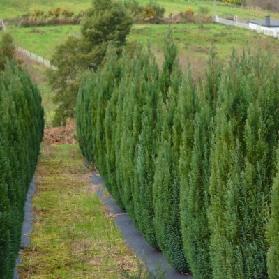 Можжевельник обыкновенный Сентинел, С3 Можжевельник обыкновенный Сентинел, С3 - Dolina-Sad.Ru