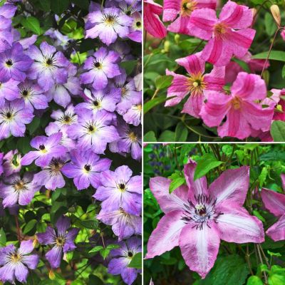 Микс клематисов Польша Микс клематисов Польша - Dolina-Sad.Ru
