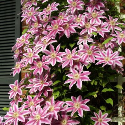 Клематис Андромеда фото