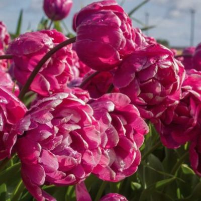 Тюльпан Роузи Даймонд Тюльпан Роузи Даймонд - Dolina-Sad.Ru