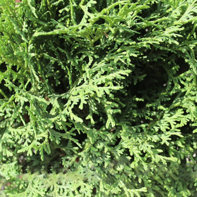 Туя западная Тини Тим Туя западная Тини Тим фото