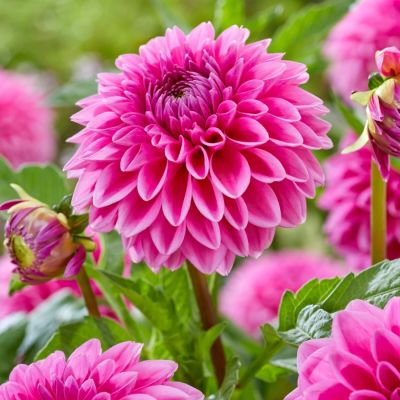 Георгина Сандра - Dolina-Sad.Ru