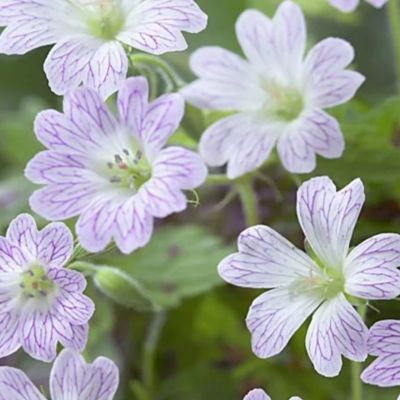 Герань Катерина Адель Герань Катерина Адель - Dolina-Sad.Ru