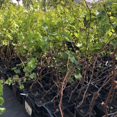 Виноград Спулга Виноград Спулга фото