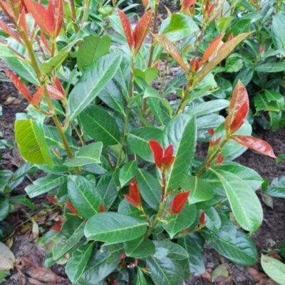 Лавровишня Он Фаер - Dolina-Sad.Ru