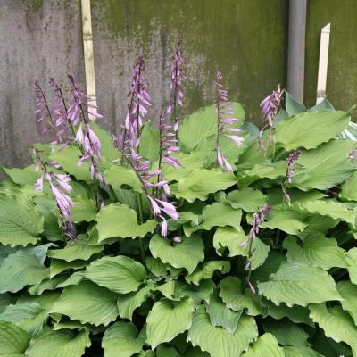 Хоста Элизабет Хоста Элизабет - Dolina-Sad.Ru