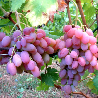 Виноград Водограй Виноград Водограй фото