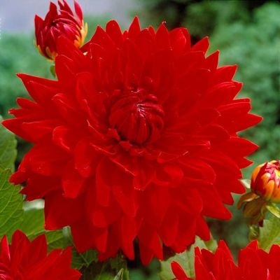 Георгина Учу (Гиганты) Георгина Учу (Гиганты) фото