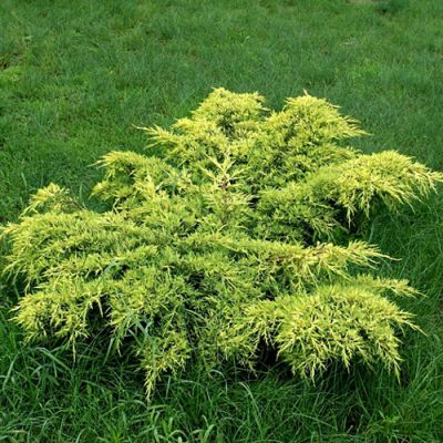 Можжевельник средний Голд Кост Можжевельник средний Голд Кост фото