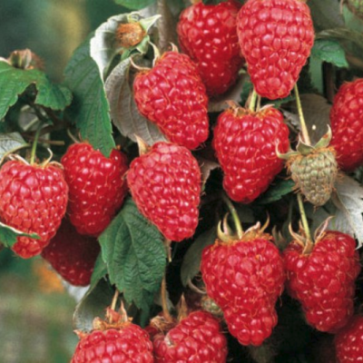 Малина Херитаж/Ремонтантная Малина Херитаж/Ремонтантная фото