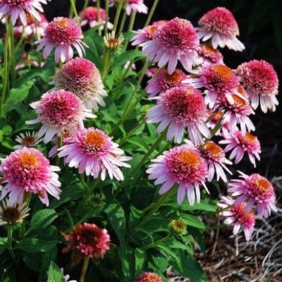 Эхинацея Баттерфляй Киссес , Эхинацея Баттерфляй Киссес , фото