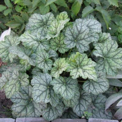 Гейхера Венус Гейхера Венус фото