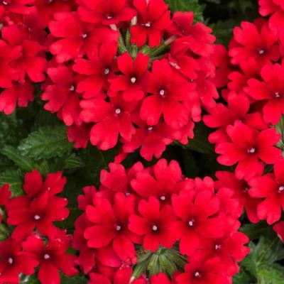 Вербена Дримс Ред - Dolina-Sad.Ru