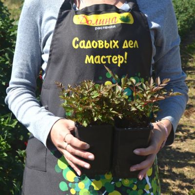 Астильба Арендса Хэви Метал - Dolina-Sad.Ru