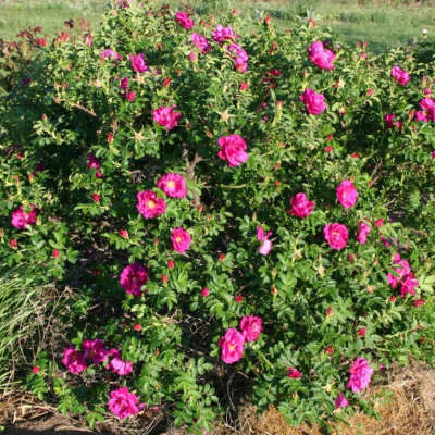 Роза морщинистая (Ругоза) Роза морщинистая (Ругоза) - Dolina-Sad.Ru