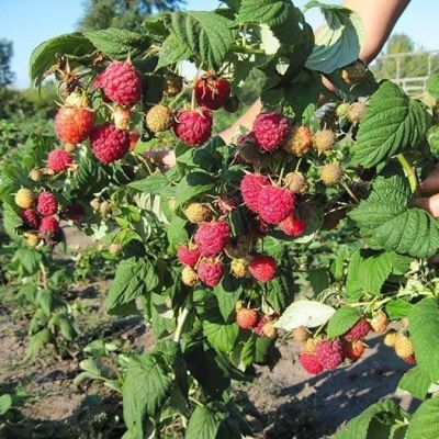 Малиновое Дерево Канадское, C3 (2 года) Малиновое Дерево Канадское, C3 (2 года) - Dolina-Sad.Ru