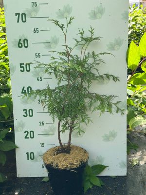 Туя западная Столвик, С3 - Dolina-Sad.Ru