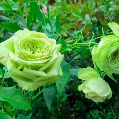 Роза Супер Грин - Dolina-Sad.Ru